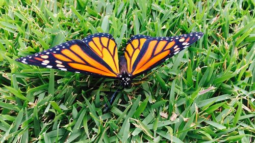 High angle view of butterfly on leaf