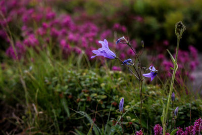 Close-up of purple flowering plants on field
