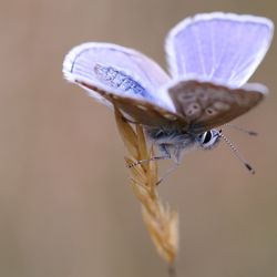 Close-up of butterfly on purple flower