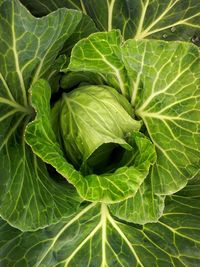 Full frame shot of green leaf