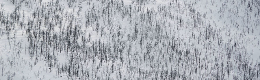 Full frame shot of trees against wall