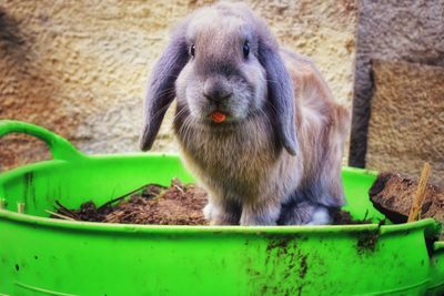 Close-up portrait of an animal