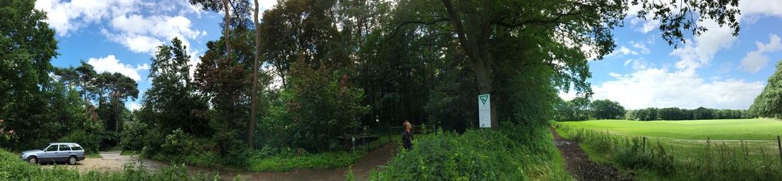 Panoramic view of trees in forest against sky