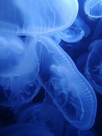 Close-up of jellyfish swimming in sea