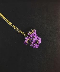 Close-up of cherry blossom against black background