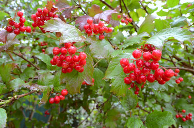 Close-up of red berries growing on tree