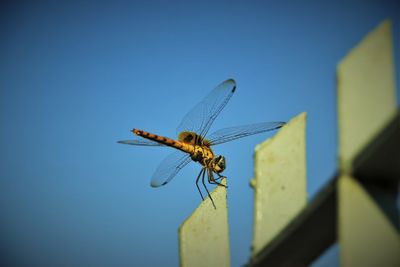 Close-up of insect against clear blue sky