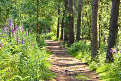 Footpath amidst trees in forest