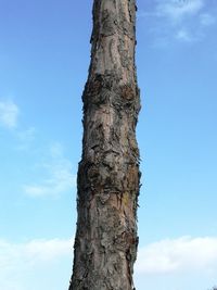 Low angle view of tree against blue sky