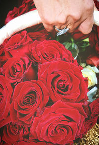 Close-up of red roses