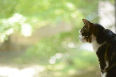 A tabby cat sitting against the background of fresh green