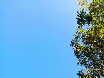 Low angle view of tree against blue sky