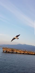 Bird flying over lake against sky