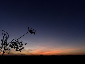 Silhouette of flowers at sunset