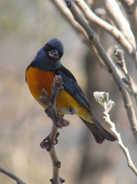 Close-up of bird perching on tree