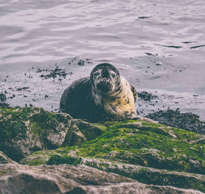 High angle view of dog in sea