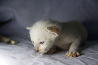 Close-up of cat lying on bed