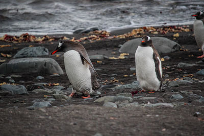 View of birds on beach