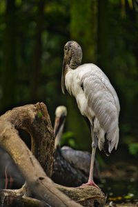 Close-up of a bird on wood