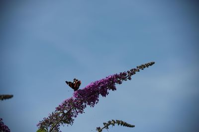 Low angle view of bee perching on flower against blue sky