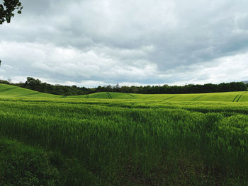 Scenic view of agricultural field against sky