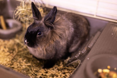 Close-up of rabbit