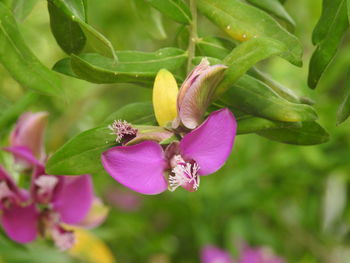 Close-up of pink flowering plant