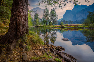 Tranquil nature scene at yosemite valley with reflections in glassy water of merced river