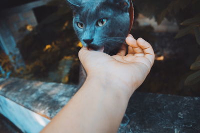 Cropped image of hand holding cat