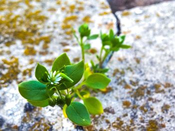 Close-up of plant