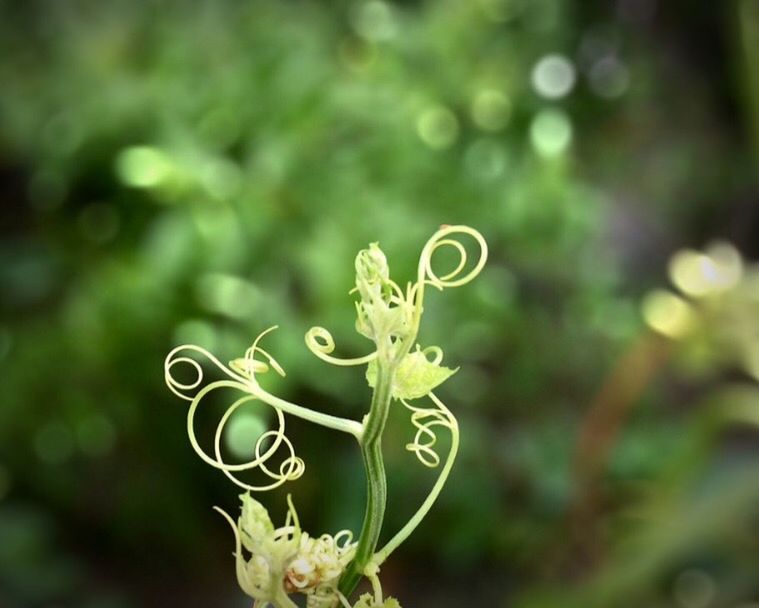 growth, plant, tendril, nature, green color, no people, focus on foreground, outdoors, day, close-up, fragility, beauty in nature