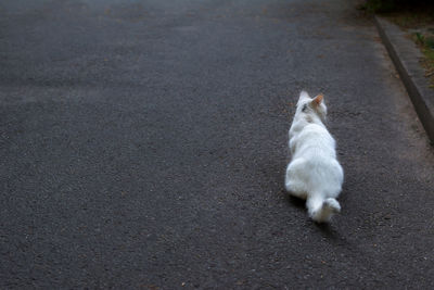 High angle view of cat sitting on road