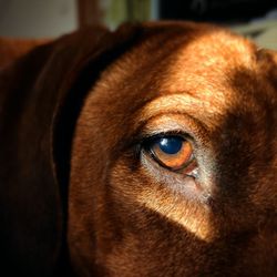 Close-up portrait of dog