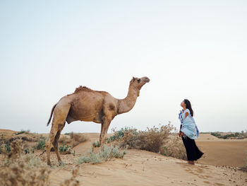 Side view of mid adult woman standing by camel while standing at desert against clear sky