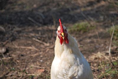 View of a bird on a field