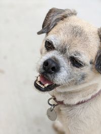 Close-up portrait of dog