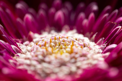 Close-up of purple flowers