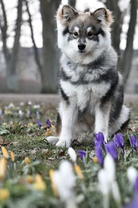 Portrait of a young puppy finnish lapphund dog sitting behind flowers in spring