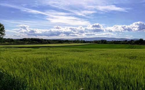 Scenic view of rice field against sky