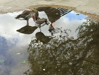 High angle view of birds in puddle