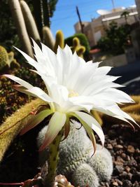 Close-up of white flower blooming against sky