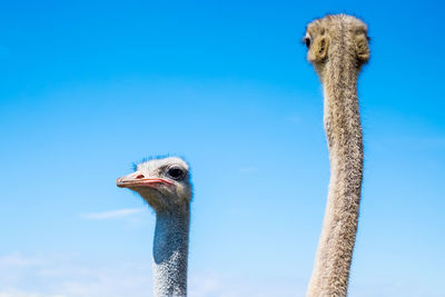 Close-up portrait of bird against blue sky