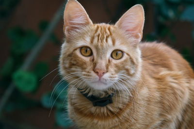 Close-up portrait of tabby cat