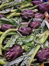 Full frame shot of plants