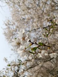 Low angle view of cherry blossoms in spring