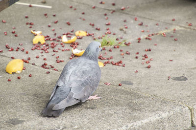 High angle view of bird perching on footpath