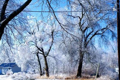 Low angle view of trees against sky