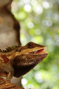 Close-up of a lizard looking away