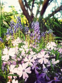 Close-up of purple flowers blooming