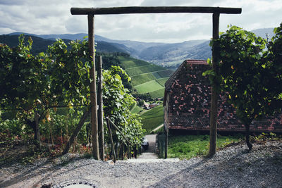 Scenic view of vineyard against sky
